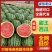 全国发货！对接商超！电商平台！甜王、麒麟、小吊瓜上市中！