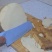 新鲜麻竹笋，产地直供，量大价优，欢迎咨询