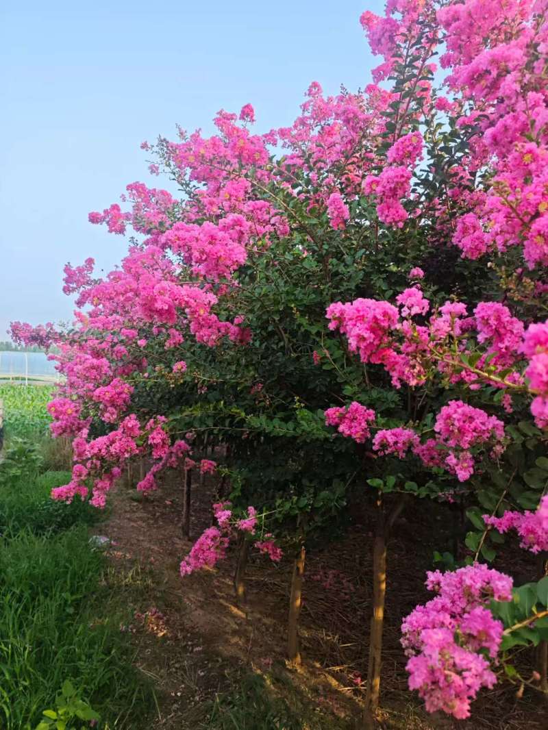紫薇基地常年供应3~8公分的紫薇，又叫百日红