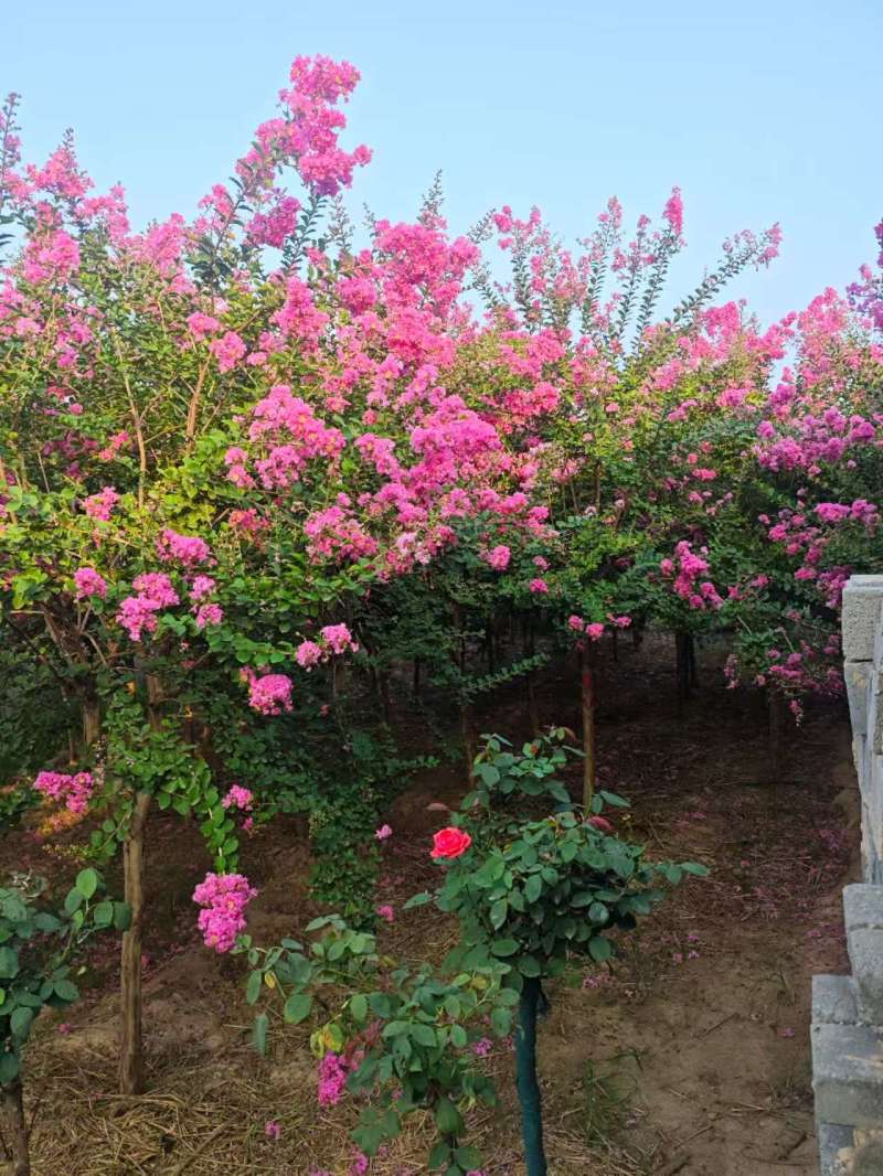 紫薇基地常年供应3~8公分的紫薇，又叫百日红