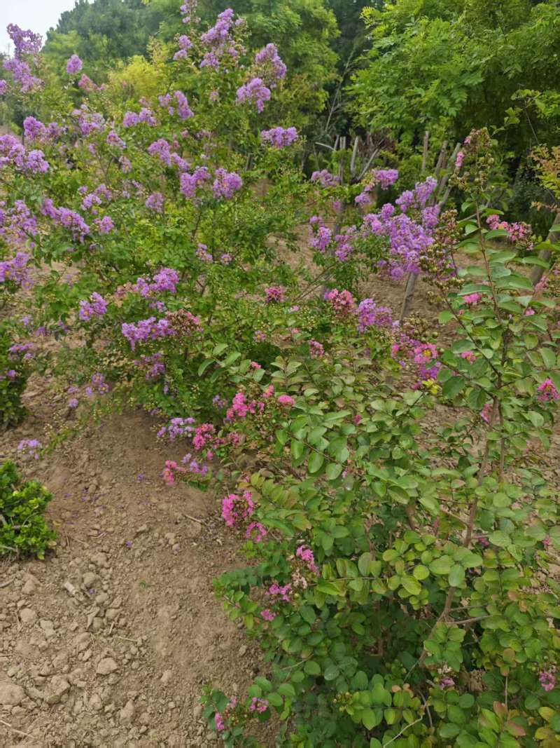 紫薇基地常年供应3~8公分的紫薇，又叫百日红