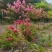 紫薇基地常年供应3~8公分的紫薇，又叫百日红
