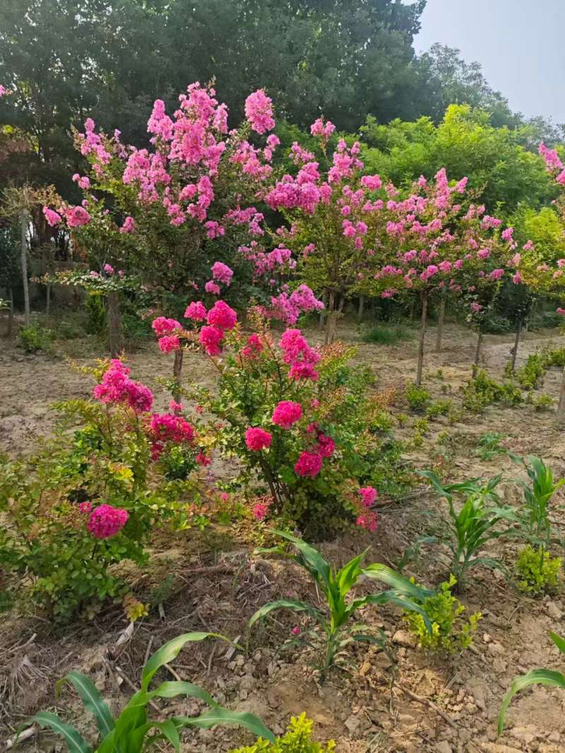 紫薇基地常年供应3~8公分的紫薇，又叫百日红