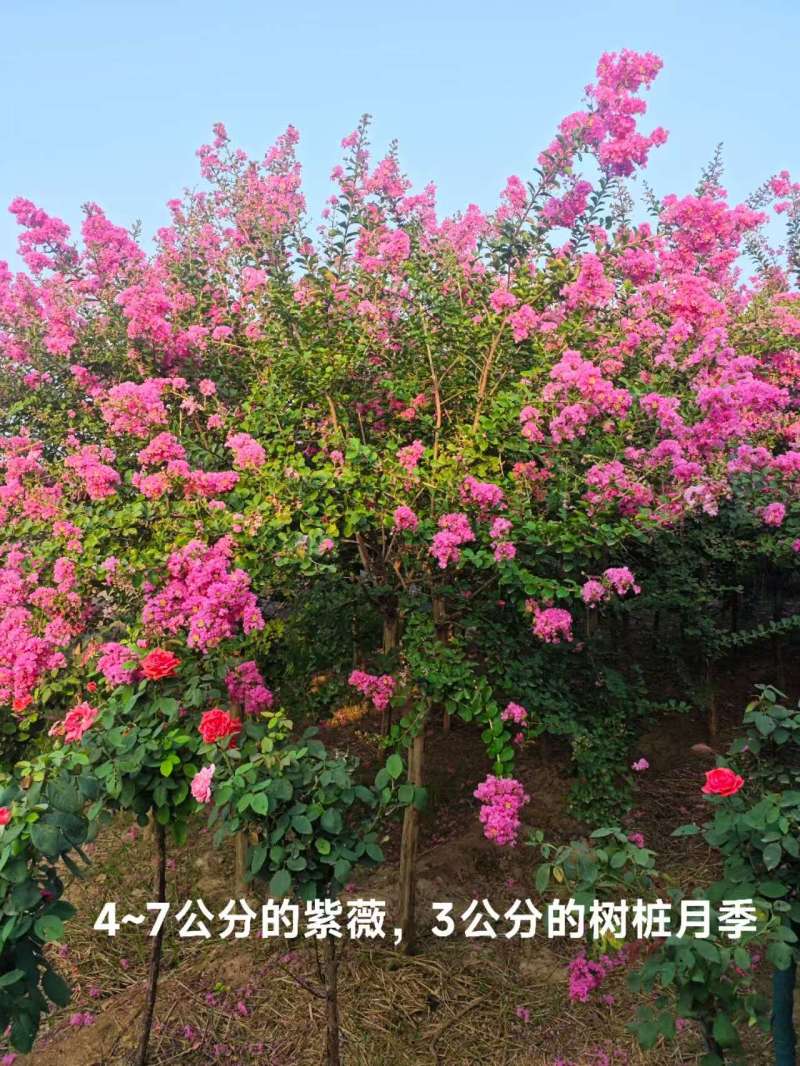 紫薇基地常年供应3~8公分的紫薇，又叫百日红