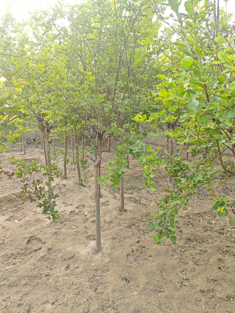 紫薇基地常年供应3~8公分的紫薇，又叫百日红