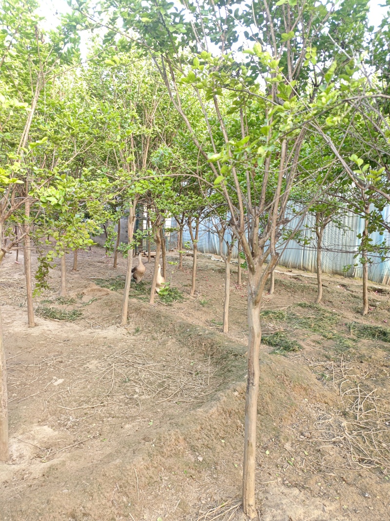 紫薇基地常年供应3~8公分的紫薇，又叫百日红