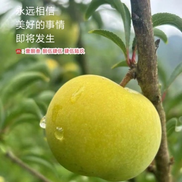 贵州·六马蜂糖李、小王哥哥