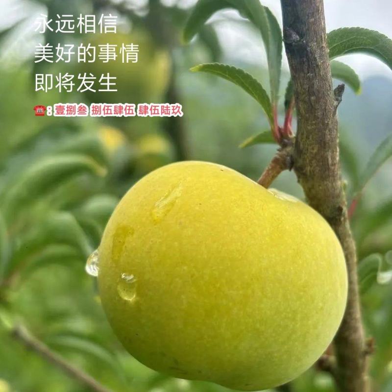 贵州·六马蜂糖李、小王哥哥