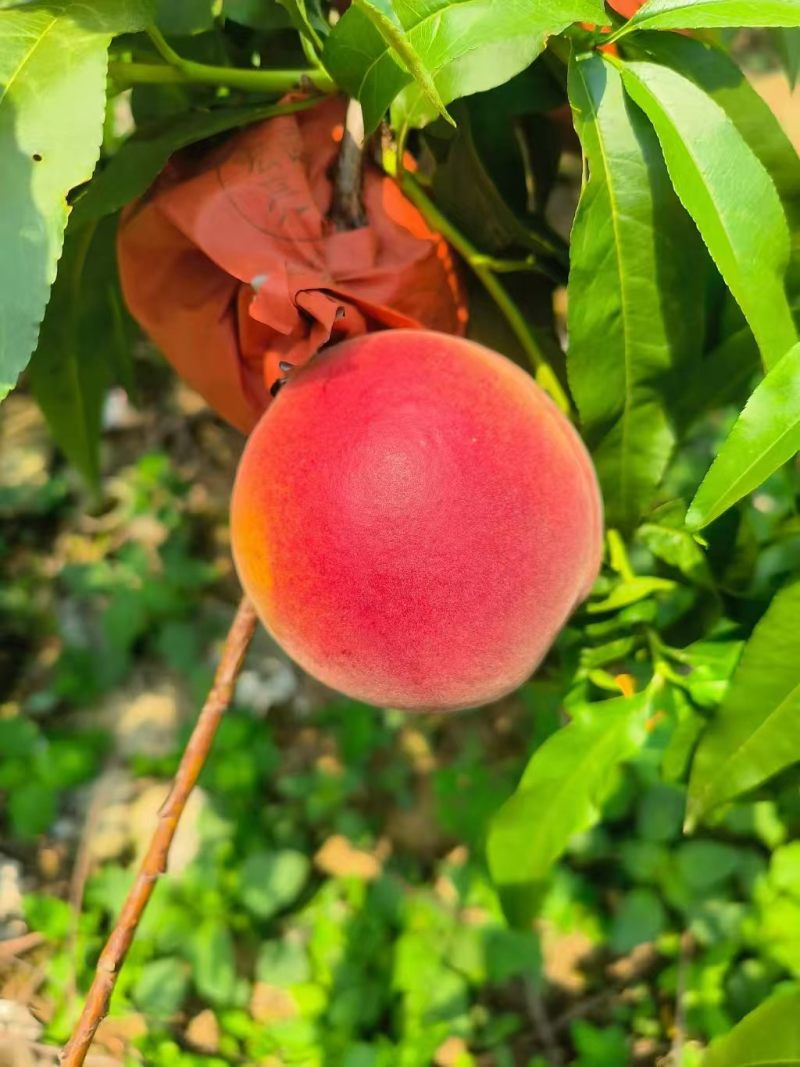精品彩虹桃黄桃湖北基地直供质量保证一手货源对接商超