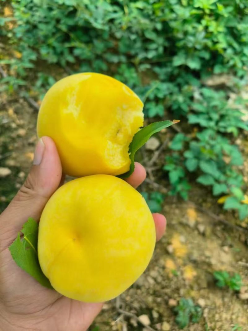 精品彩虹桃黄桃湖北基地直供质量保证一手货源对接商超