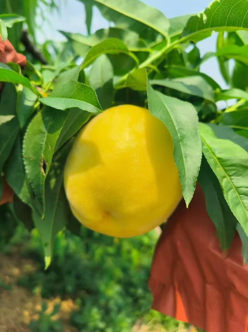 精品彩虹桃黄桃湖北基地直供质量保证一手货源对接商超