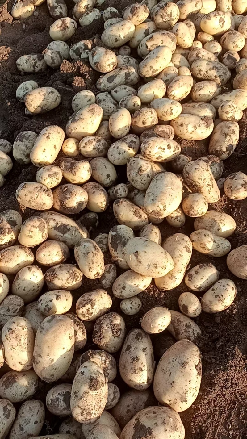 黄皮黄心土豆，市场电商加工厂