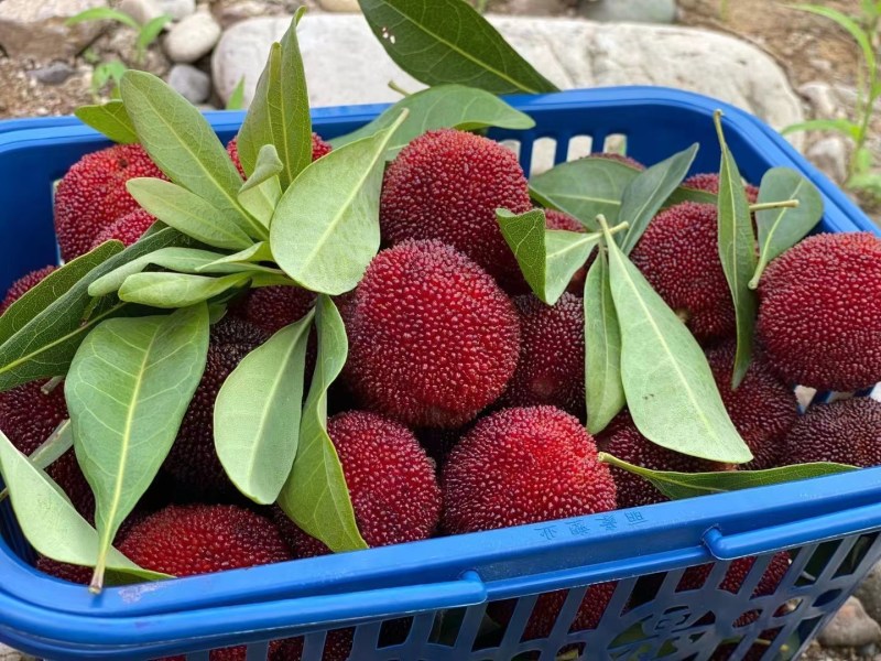 温州泰顺高山东魁杨梅