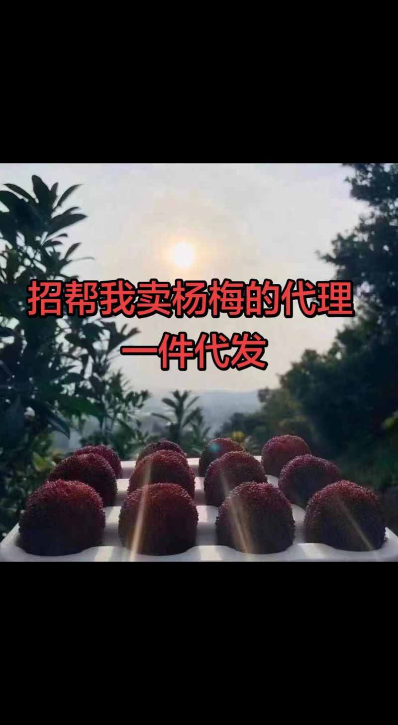 温州泰顺高山东魁杨梅
