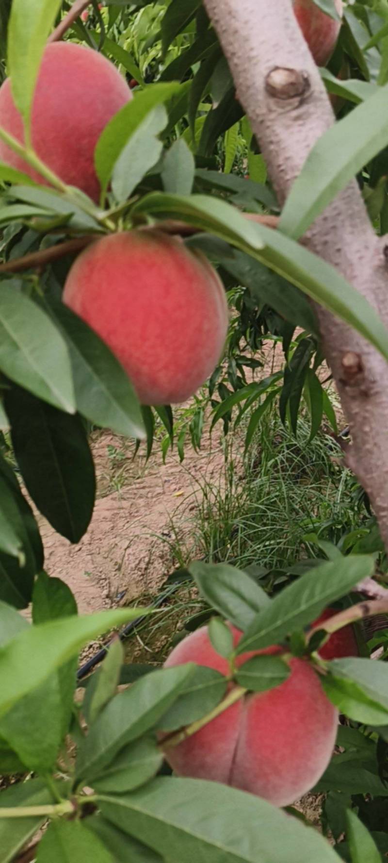 美脆毛桃，囗感酥甜，品质好，欢迎商超，市场采购