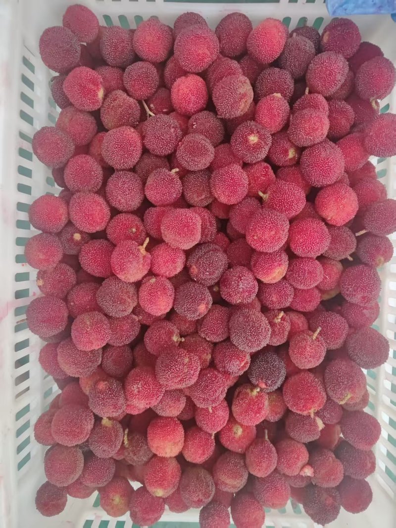 荸荠杨梅，冬槐杨梅，冬槐有，荸荠杨梅