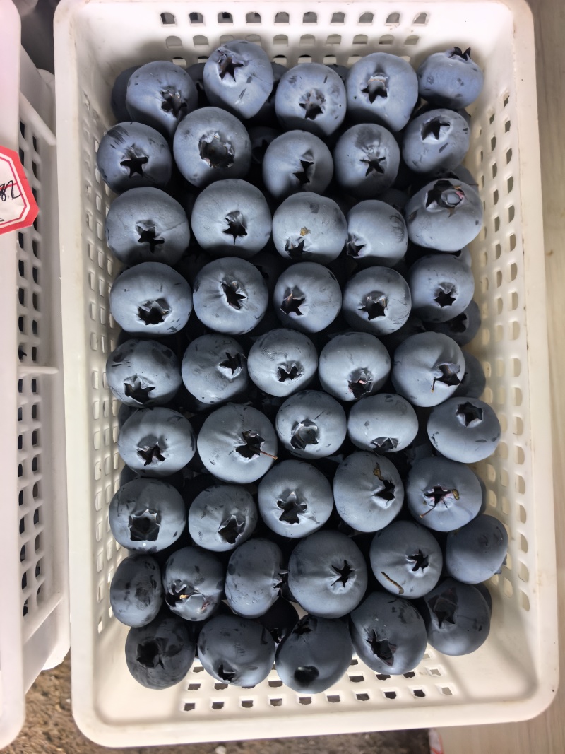 莒县精品L11蓝莓香甜可口种植基地直发对接商超档口