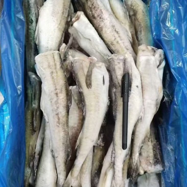 精品无头鳕鱼，新鲜明太鱼，冷冻去头去内脏整条供应，保质量