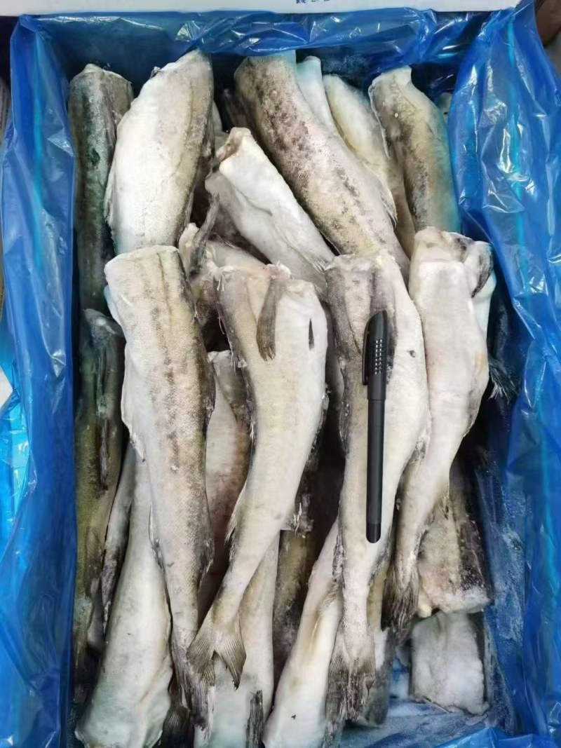 精品无头鳕鱼，新鲜明太鱼，冷冻去头去内脏整条供应，保质量