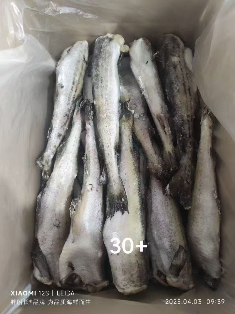 精品无头鳕鱼，新鲜明太鱼，冷冻去头去内脏整条供应，保质量