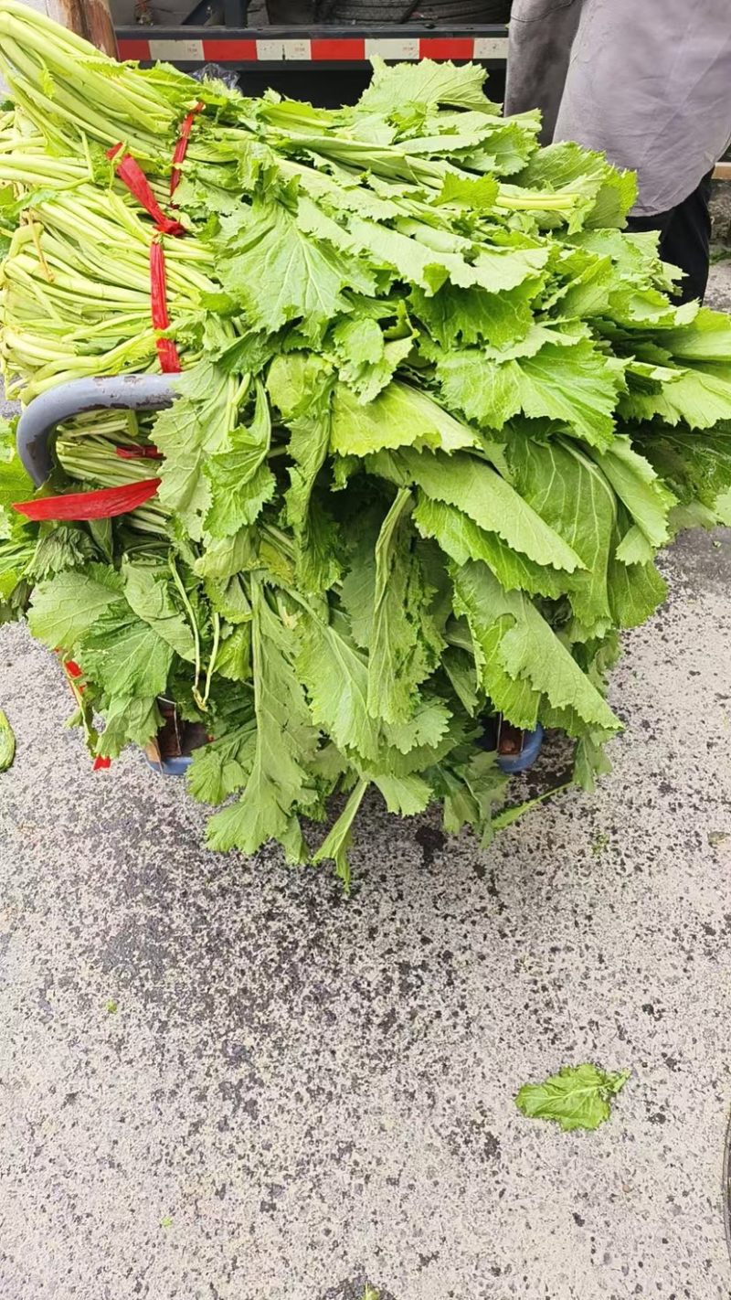 大量供应雪里蕻