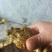 药用蟾蜍人工养殖江苏基地直供量大优惠欢迎订购