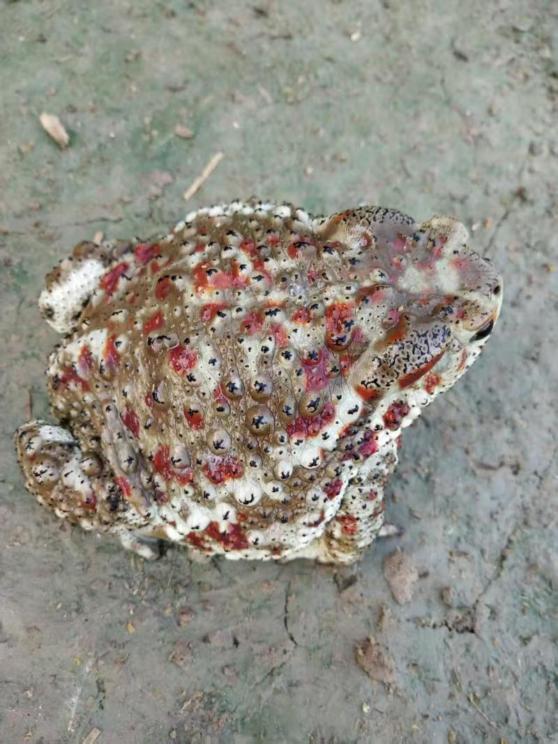 药用蟾蜍人工养殖江苏基地直供量大优惠欢迎订购