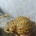 药用蟾蜍人工养殖江苏基地直供量大优惠欢迎订购