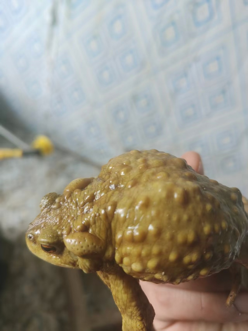 药用蟾蜍人工养殖江苏基地直供量大优惠欢迎订购