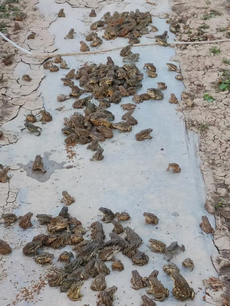 药用蟾蜍人工养殖江苏基地直供量大优惠欢迎订购