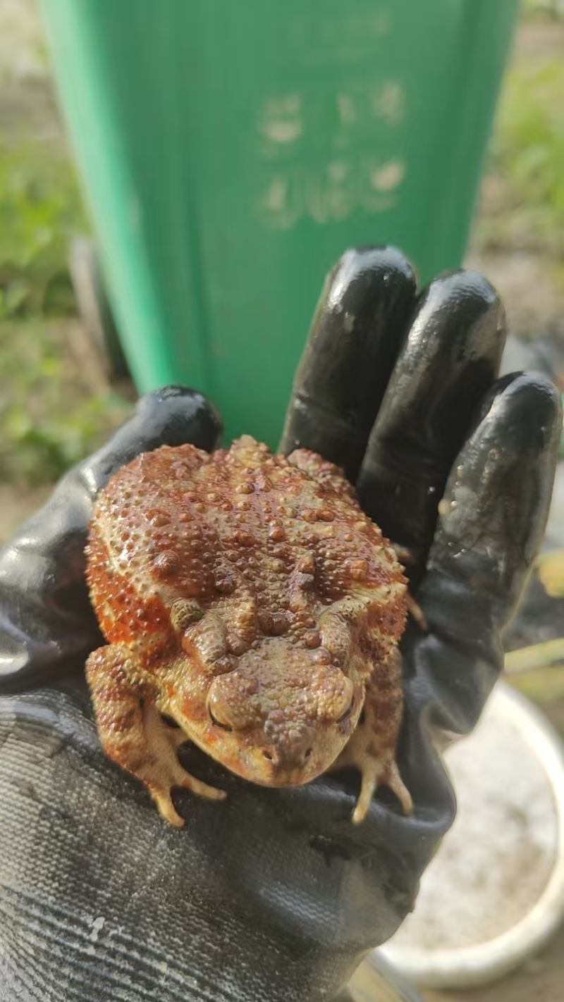 药用蟾蜍人工养殖江苏基地直供量大优惠欢迎订购