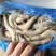 【精品】厄瓜多尔虾白虾，全规格，可对接市场各大餐饮供货