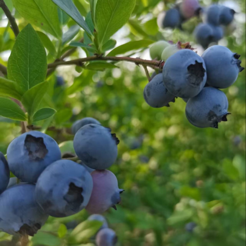 湖北蓝莓大量上货中价格优惠质量保障全国发货