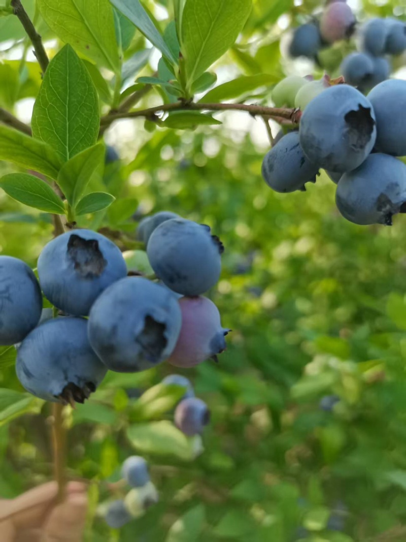 湖北蓝莓大量上货中价格优惠质量保障全国发货