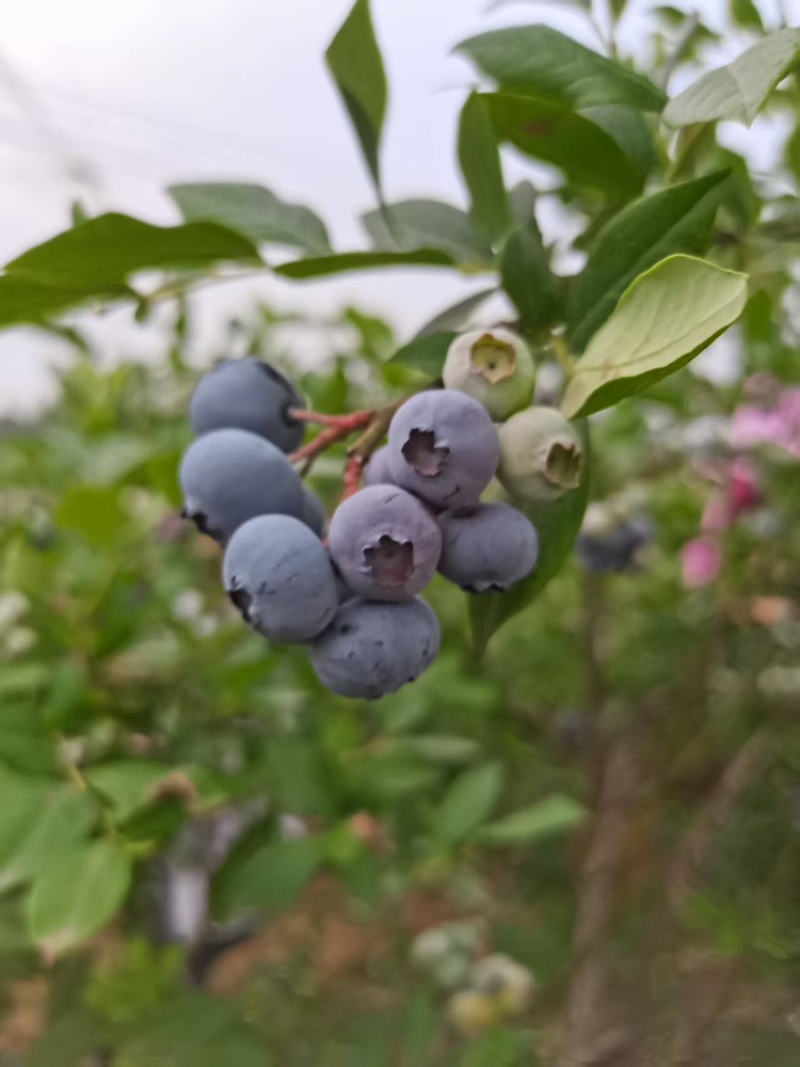 湖北蓝莓大量上货中价格优惠质量保障全国发货