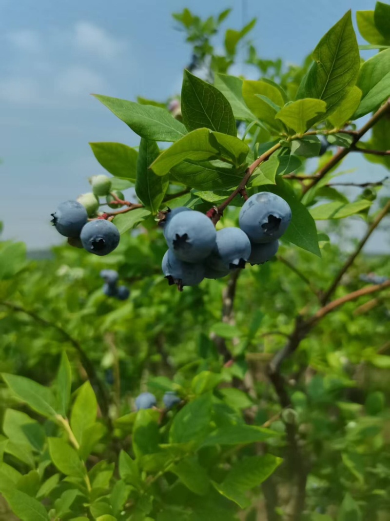 湖北蓝莓大量上货中价格优惠质量保障全国发货