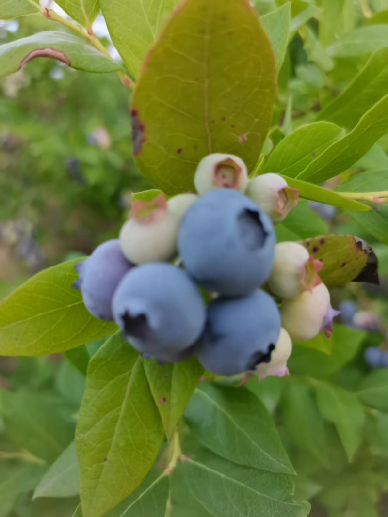 湖北蓝莓大量上货中价格优惠质量保障全国发货
