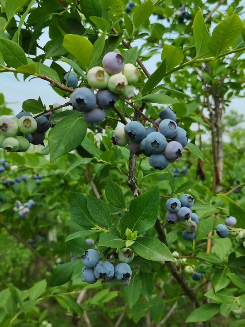 湖北蓝莓大量上货中价格优惠质量保障全国发货