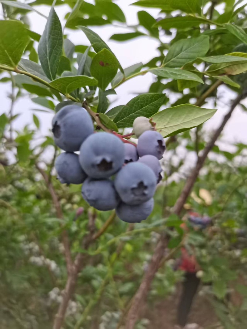 湖北蓝莓大量上货中价格优惠质量保障全国发货