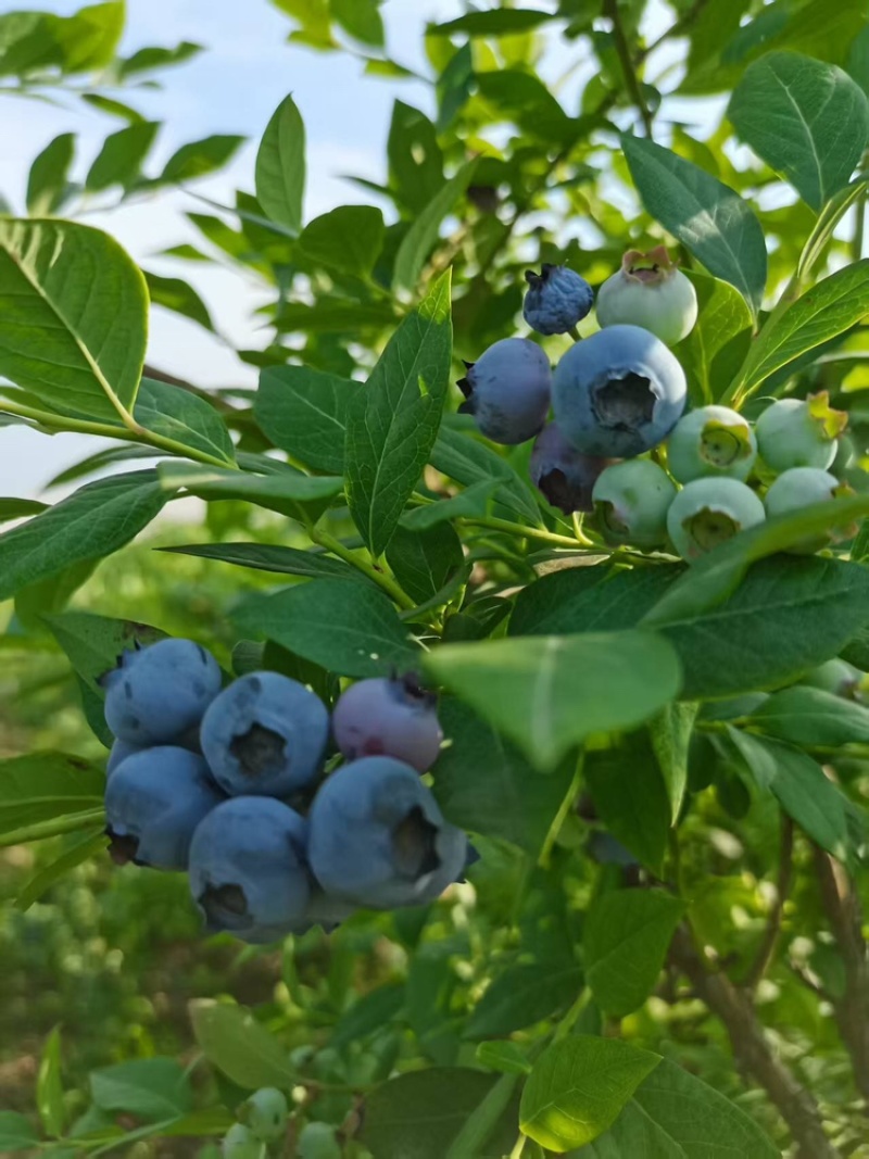 湖北蓝莓大量上货中价格优惠质量保障全国发货