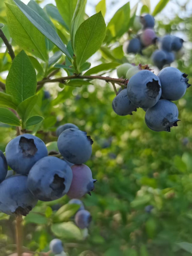 湖北蓝莓大量上货中价格优惠质量保障全国发货