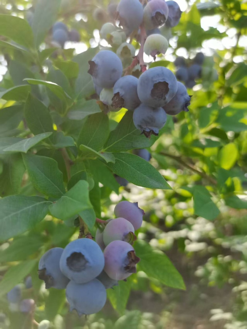 湖北蓝莓大量上货中价格优惠质量保障全国发货