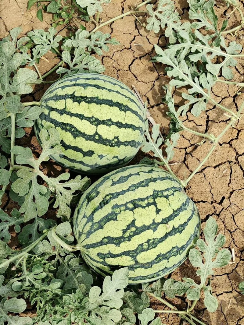 无籽美都，大量有货，产地一手货源，新鲜直达