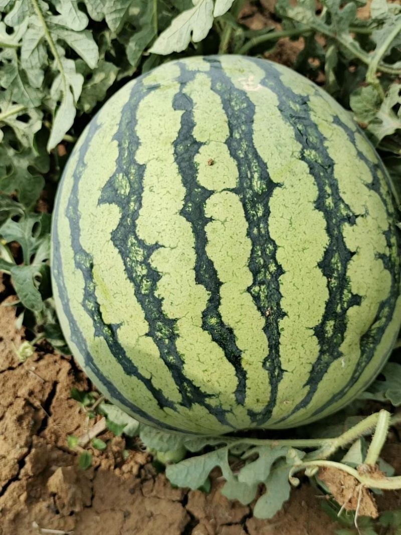 无籽美都，大量有货，产地一手货源，新鲜直达