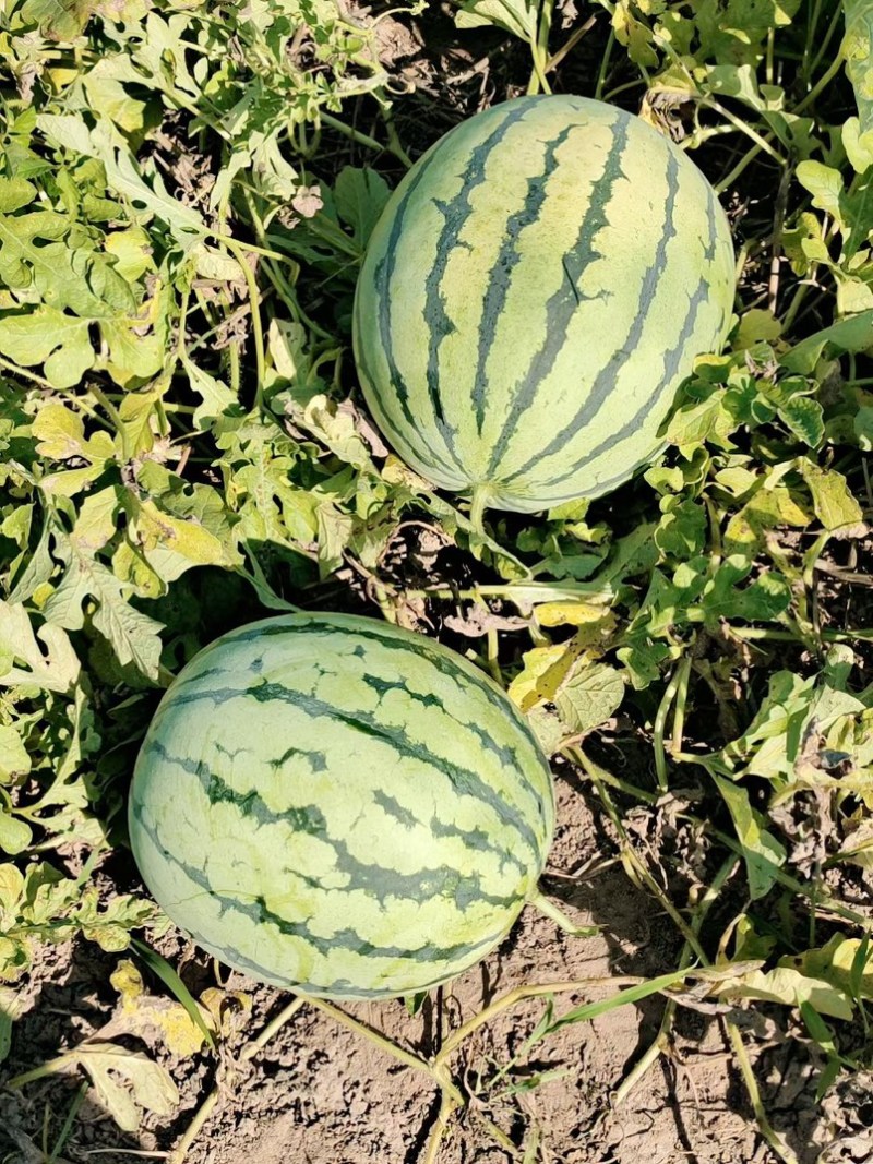 无籽美都，大量有货，产地一手货源，新鲜直达