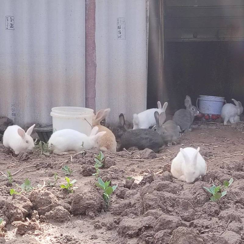云南散养跑山兔