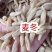 麦冬地摊电商批发麦冬大粒麦门冬手选中药材干货