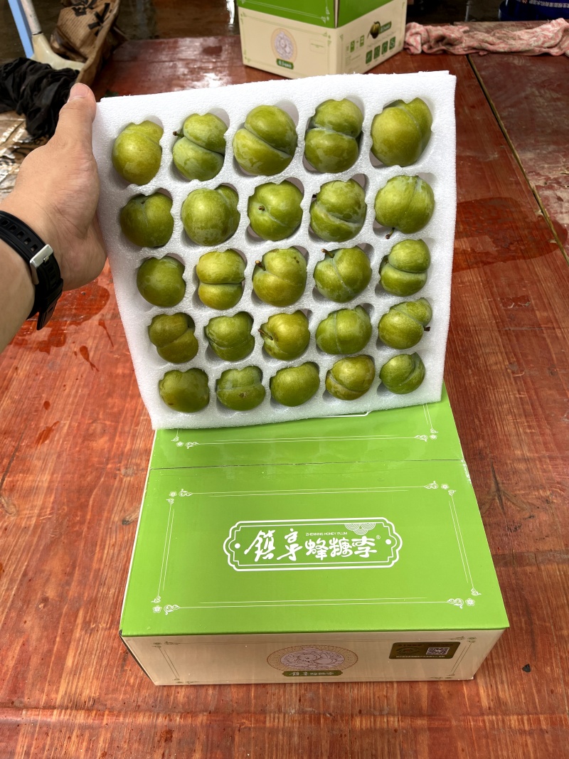 六马打帮蜂糖李