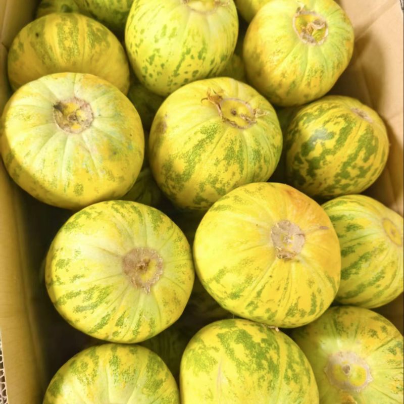 河南精品八里香甜瓜一手货源新鲜采摘现摘现对接市场档口商超