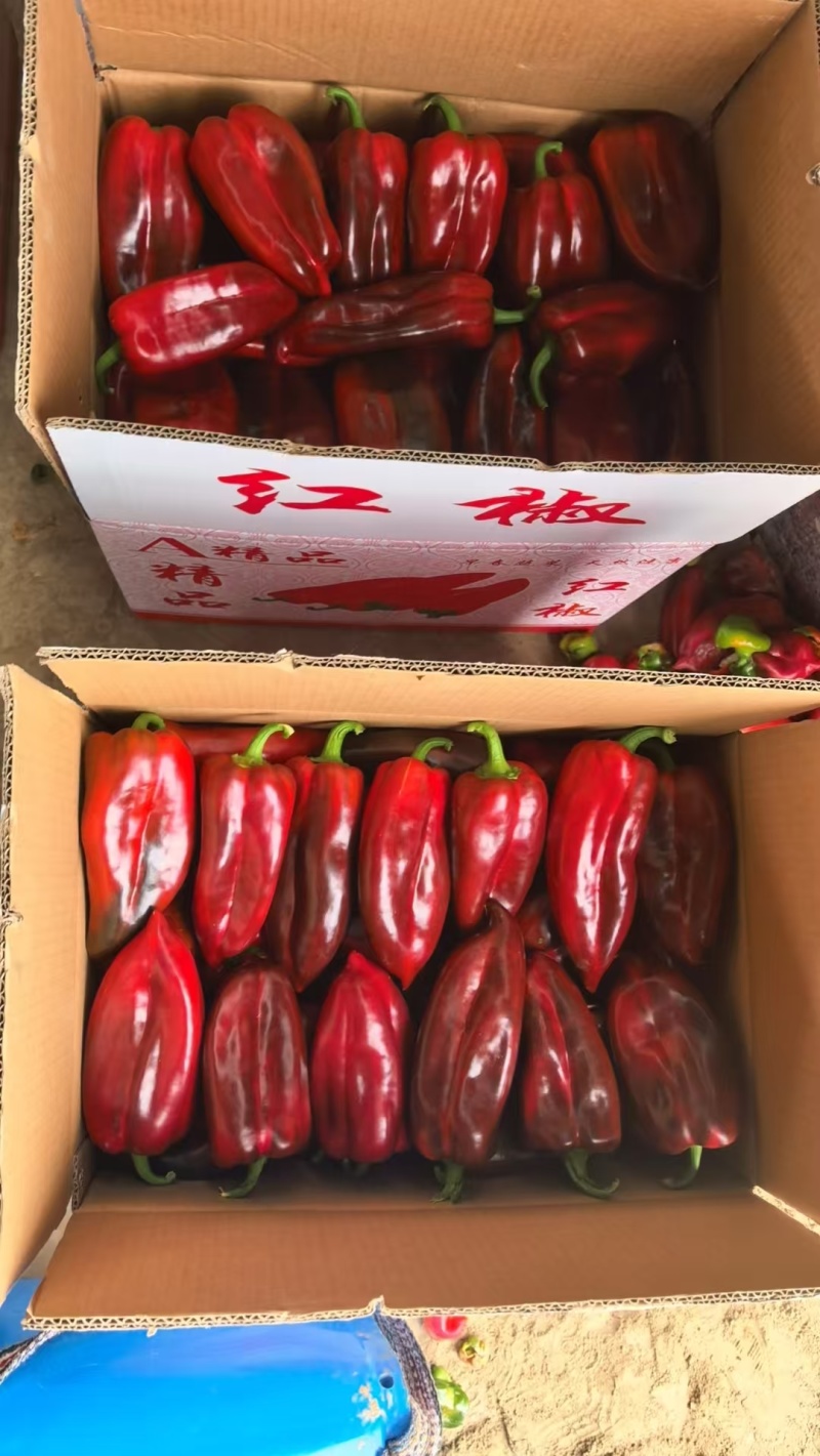 红泡椒